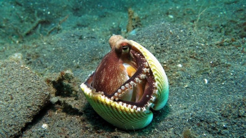 Une pieuvre se réfugie dans une coquille vide. (Pixabay)