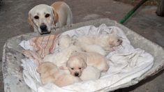 Une chienne donne naissance à 20 chiots et laisse le vétérinaire épuisé après la mise bas la plus longue de sa vie