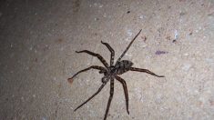Une araignée gargantuesque campe sur leur porte, ils décident d’envoyer le chat…