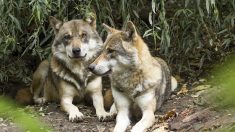 Attaque de loups: des tirs d’effarouchement auront lieu tout autour du parc des Écrins (Hautes-Alpes)