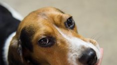 Ces 3 beagles ont réussi à dépister le cancer dans le sang avec une précision de 97%