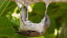 Protection des oiseaux : la chasse à la glu déclarée illégale par le Conseil d’État