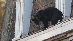 Insolite : une panthère noire se balade sur les toits de la ville d’Armentières