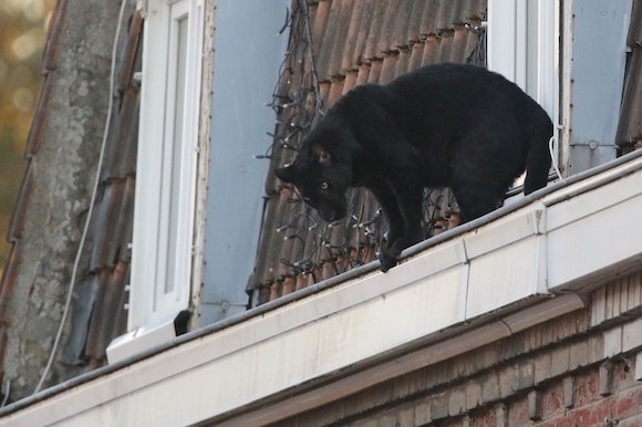  L’animal est entré et sorti dans un appartement dont la fenêtre était restée ouverte. (Photo : crédit Facebook/ Info Circulation / Radar 60)