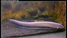 Une nouvelle espèce d’anguille électrique produit des décharges de 860 volts