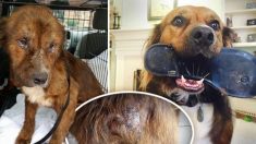 Un chien errant émacié et sévèrement battu se transforme après que sa mère d’accueil lui donne son premier repas