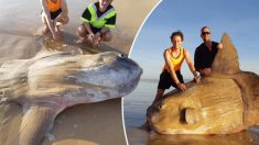 Moment rare, un poisson-lune de 1,8 mètre échoué sur une plage australienne: «Je pensais que c’était un faux»
