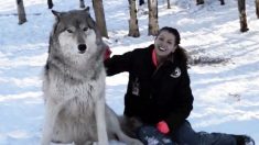Un loup géant dévoile son côté affectueux et ne peut s’empêcher d’embrasser une bénévole du refuge (vidéo)
