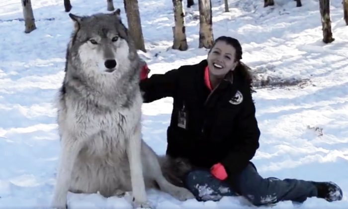 (Capture d'écran vidéo Facebook | Colorado Wolf and Wildlife Center)
