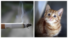 Vidéo: des jeunes maltraitent un petit chaton sans défense, l’obligeant même à fumer