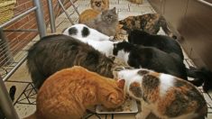 Une femme a appris elle-même le toilettage des animaux de compagnie et gère maintenant une chatterie pour offrir un abri à 150 chats