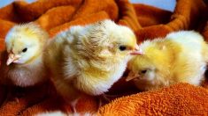 Ne caressez ou n’embrassez pas des poulets, ils pourraient vous transmettre la salmonelle