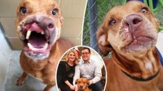 Un chien qui a perdu la moitié de son nez a été adopté d’un refuge après que les premiers propriétaires ont dit qu’ils n’en voulaient plus