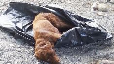 Un chien aux pattes attachées dans un sac poubelle avait été jeté près d’une rivière – voyez sa réaction quand il voit ses sauveteurs