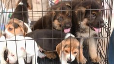 Une chienne est effrayée après avoir été sauvée d’une usine à chiots, jusqu’à ce qu’un bénévole s’assoie dans sa cage pour la rassurer
