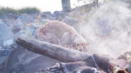 Une chienne a perdu tous ses chiots dans un feu de grange et se réconforte en élevant 8 orphelins