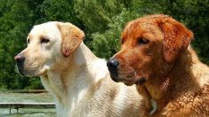 Un vieux chien aveugle rencontre un chiot de 4 mois qui va devenir son «chien guide» et son meilleur ami