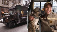La vie de ce chien de refuge est changé à jamais après avoir sauté dans le camion d’un livreur
