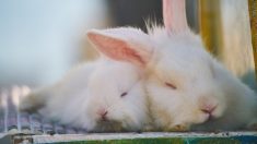Des défenseurs des animaux font une descente dans une ferme pour sauver des lapins et finissent par en tuer une centaine