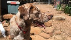Un héros risque sa vie pour sauver des chiens dans l’incendie d’un refuge pour animaux