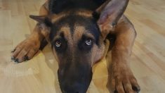 Un chien bossu comme Quasimodo est sauvé de l’abandon et gagne le cœur de milliers de fans sur Internet