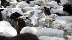 Fortes précipitations en Norvège : une centaine de moutons emportés par une rivière en crue