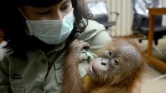 Des orangs-outans menacés par les incendies en Indonésie
