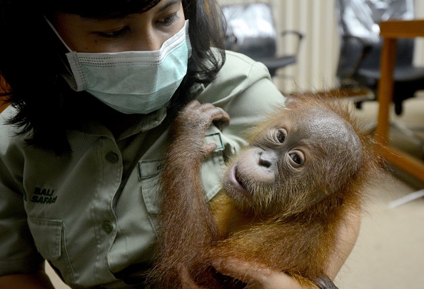 Un bébé orang-outan souffre d'une infections respiratoire. (Photo : SONNY TUMBELAKA/AFP/Getty Images)