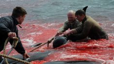 Images choquantes d’un massacre de 98 dauphins – certaines des femelles étaient enceintes