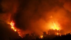 Aude : 150 hectares de pinèdes détruits par un incendie, 350 pompiers sont encore sur place