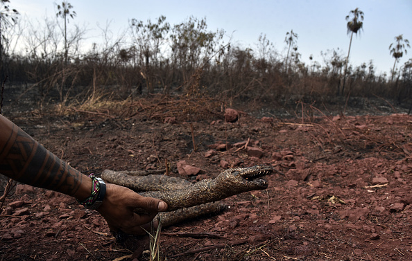 Le 27 août 2019, un homme tient un serpent mort dans une zone touchée par des feux de forêt dans le parc national d'Otuquis, dans l'écorégion du Pantanal en Bolivie, au sud-est du bassin amazonien. (Photo : AIZAR RALDES/AFP/Getty Images)