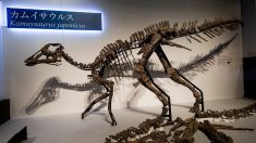 Découverte au Japon d’une nouvelle espèce de dinosaure