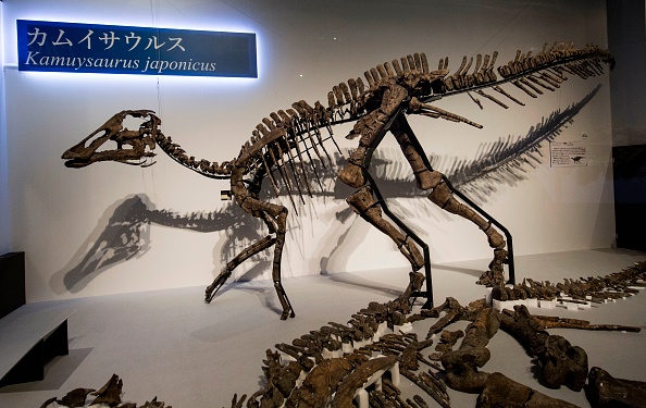-Une réplique grandeur nature de kamuysaurus japonicus, ou "dieu japonais du dragon", est exposée alors que le squelette fossilisé presque complet (en bas) est disposé sur une plate-forme d'exposition lors de l'exposition Dinosaur Expo 2019 au Musée national de Nature et Science à Tokyo le 6 septembre 2019. Photo par Behrouz MEHRI / AFP / Getty Images.