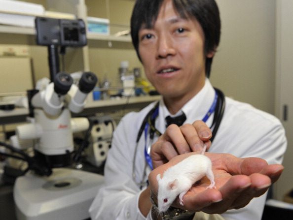 -Illustration- Des chercheurs (Japon), ont utilisé le sperme de ces souris à leur retour sur Terre pour féconder des ovules de souris femelles. Photo YOSHIKAZU TSUNO / AFP / Getty Images.