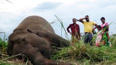 Sri Lanka: sept éléphants découverts morts, sans doute empoisonnés