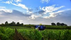 France: l’optimisme au rendez-vous pour les vins du Bordelais