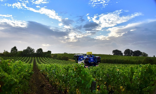 -Un viticulteur conduit un tracteur de vendangeuse le 26 septembre 2019 dans un vignoble rouge du château Haut Lorettes près de Teuillac, dans la région de Bordeaux, dans le sud-ouest de la France. Photo par GEORGES GOBET / AFP / Getty Images.