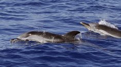 Les dauphins peuvent-ils être en deuil ?  À Marseille un pêcheur filme un dauphin qui pousse le cadavre d’un congénère…