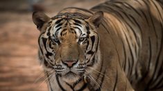 Confisqués à un temple en Thaïlande pour soupçon de maltraitance, des dizaines de tigres ont perdu la vie