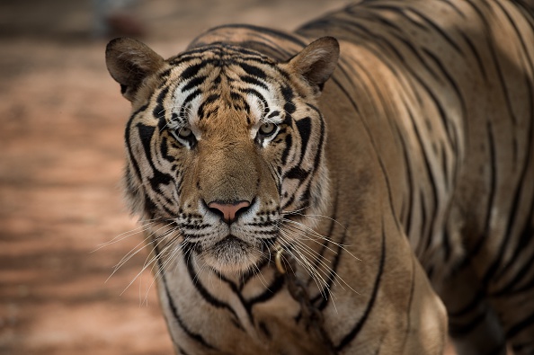 Des responsables thaïlandais de la faune sauvage ont dénombré près de 150 tigres détenus par des moines dans un temple controversé, au centre d'un conflit sur le bien-être des animaux. (Photo : NICOLAS ASFOURI/AFP/Getty Images)