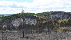 Un incendie ravage 300 hectares dans l’Hérault, des centaines de maisons évacuées ou protégées par les pompiers
