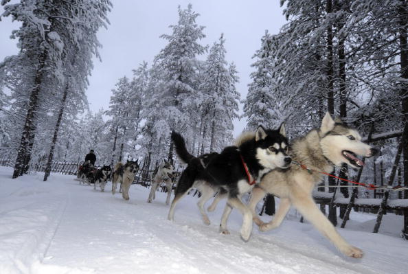 -Illustration- Des Huskies de Sibérie tirent un traîneau. Les Huskies étaient à l'origine utilisés comme chiens de traîneau dans les régions septentrionales, mais sont maintenant également gardés comme animaux de compagnie. OLIVIER MORIN / AFP / Getty Images.