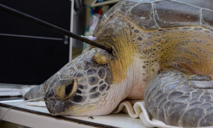Une tortue verte nommée « Splinter » a été trouvée avec une lance de 1 mètre de long dans le cou près de Key Largo à Marathon, Floride, le 7 septembre 2019. (Hôpital des tortues)