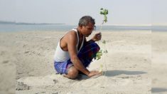 Cet homme a planté un arbre par jour depuis 35 ans et fait pousser une forêt à lui tout seul
