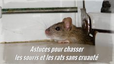 Voici 10 astuces sans cruauté pour chasser les souris et les rats de votre maison