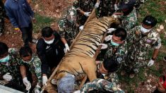 En 2016, 147 tigres ont été sauvés d’un temple thaïlandais, 3 ans plus tard, plus de la moitié sont morts