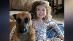 Un propriétaire accuse United Airlines de la mort de son chien – pour son avocat, les chiens sont «des membres de la famille»