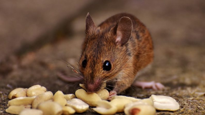 Une souris mangeant des cacahuètes (Pixabay)