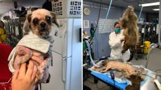Une société protectrice des animaux sauve un chien sévèrement négligé dans ce qu’un vétérinaire a appelé le «pire cas d’entremêlement de fourrure canin» qu’il ait jamais vu