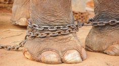 Un éléphant maltraité fête ses 5 années de liberté – après 50 ans d’esclavage, ses sauveteurs l’ont vu pleurer durant son sauvetage